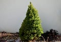 This dwarf white spruce. Its natural shape is almost regularly conical, it is not necessary to cut it. It grows slowly but densely