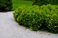 This dwarf white spruce. Its natural shape is almost regularly conical, it is not necessary to cut it. It grows slowly but densely