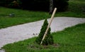 This dwarf white spruce. Its natural shape is almost regularly conical, it is not necessary to cut it. It grows slowly but densely