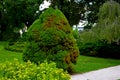 This dwarf white spruce. Its natural shape is almost regularly conical, it is not necessary to cut it. It grows slowly but densely