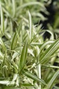 Dwarf white-striped bamboo