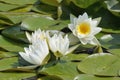 Dwarf White Water-lily