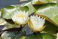 Dwarf White Water-lily Royalty Free Stock Photo