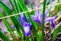 Dwarf wild irises purple flowers. Iris pumila purple wild flowers