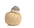 Dwarf Winter White Hamster Royalty Free Stock Photo