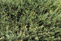 Dwarf yaupon holly Ilex vomitoria schillings - Davie, Florida, USA Royalty Free Stock Photo