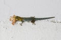 Dwarf yellow headed gecko eats the moth