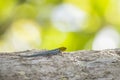 Dwarf yellow-headed gecko Lygodactylus luteopicturatus climbing