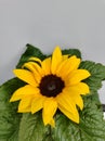 Dwarf yellow sunflower flower head Royalty Free Stock Photo