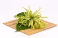 Dwarf Ylang-Ylang, Ilang.-Ilang, Cananga fruticosa Royalty Free Stock Photo