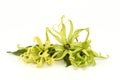 Dwarf Ylang-Ylang, Ilang.-Ilang, Cananga fruticosa Royalty Free Stock Photo