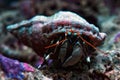 Dwarf zebra hermit crab calcinus laevimanus Royalty Free Stock Photo