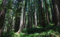 Dwarfed by the giant redwood forest