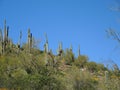 Dwarfed by the Saguaros