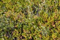 Dwarfish birch Betula nana L. and the black crowberry grows in the tundra