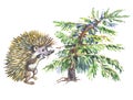 Dwarfish fur-tree and hedgehog. Royalty Free Stock Photo