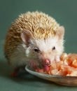Dwarfish hedgehog eating meat from the plate