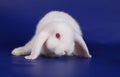 Dwarfish lop-eared rabbit an albino Royalty Free Stock Photo