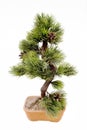 Dwarfish pine is art bonsai Royalty Free Stock Photo