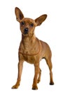 Dwarfish pinscher costs on white Royalty Free Stock Photo