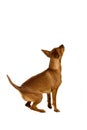 Dwarfish pinscher costs on white Royalty Free Stock Photo