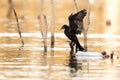 Dwergaalscholver, Pygmy Cormorant, Phalacrocorax pygmeus