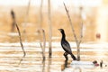 Dwergaalscholver, Pygmy Cormorant, Phalacrocorax pygmeus