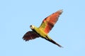 Dwergara, Chestnut-fronted Macaw, Ara severus
