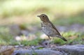 Dwerglijster, Swainson's Thrush, Catharus ustulatus