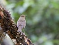 Dwerglijster, Swainson's Thrush, Catharus ustulatus