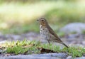 Dwerglijster, Swainson's Thrush, Catharus ustulatus Royalty Free Stock Photo