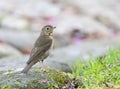 Dwerglijster, Swainson's Thrush, Catharus ustulatus