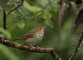 Dwerglijster, Swainson\'s Thrush, Catharus ustulatus