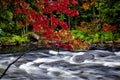 Maple leaf colour with stream and flowing water in autumn Royalty Free Stock Photo