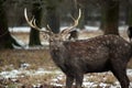 Dybowskii Deer Close Up Winter Forest Portrait Royalty Free Stock Photo