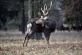 Dybowskii Deer in Forest Winter Royalty Free Stock Photo