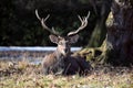 Dybowskii Deer Lying on Grass Winter Portrait Royalty Free Stock Photo