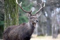 Dybowskii Deer Portrait in Winter Head Close Up Royalty Free Stock Photo