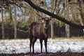 Dybowskii Deer in the WInter Forest Under the Trees Portrait Royalty Free Stock Photo