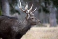 Dybowskii Deer in Winter Head Close Up Side View Royalty Free Stock Photo