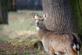 Dybowskii Female Deer in the Forest Winter Close Up Royalty Free Stock Photo