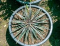 Dyckia black gold sawblade in a pot high angle view