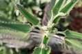 Dyckia brevifolia