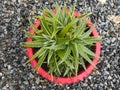 Dyckia brevifolia sawblade plant potted in a red pot
