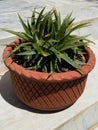 Dyckia brevifolia sawblade plant potted in a terracotta pot closeup