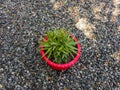 Dyckia brevifolia sawblade plant with a waxy foliage, thick and sharp leaves