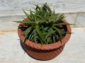 Dyckia brevifolia sawblade plant with a waxy foliage, thick and sharp leaves plant closeup