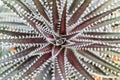 The Dyckia cactus ranch red2 Royalty Free Stock Photo
