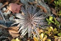 Dyckia Royalty Free Stock Photo