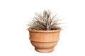 Dyckia sawblade bromeliad plant in large clay pot on white isolated background